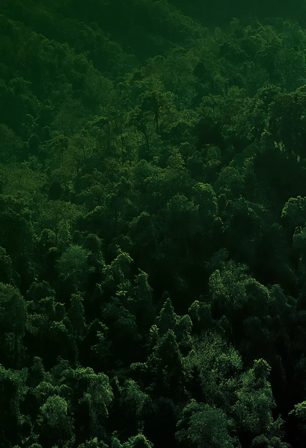 Imagem de fundo com árvores